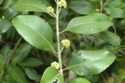 <strong>Pisonia aculeata - Ramon, Laurence - 168</strong><br />© Ramon, Laurence